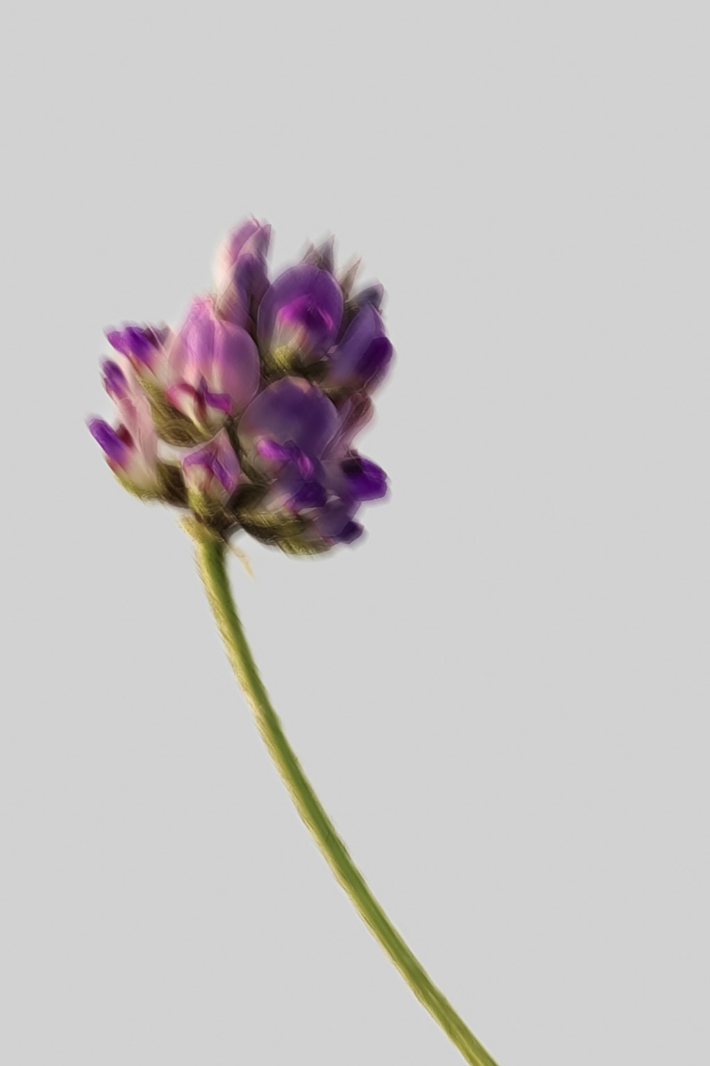 Introducing Bakuchiol: The Natural Ingredient for Radiant Skin Introducing Bakuchiol: The Natural Ingredient for Radiant Skin